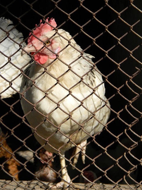 2025中超成功过人榜：罗德里格排第一，已三次成为中超过人王